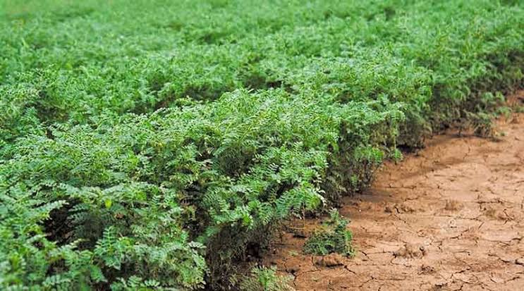 छत्तीसगढ़ में चने की खेती का बढ़ता क्रेज