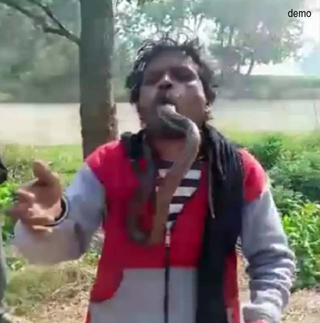 सांप से खेलना पड़ा महंगा, डसते ही हुई शराबी की मौत