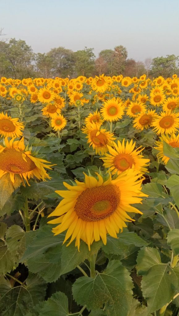 राजीव गांधी किसान न्याय योजना से किसान हो रहे खुशहाल