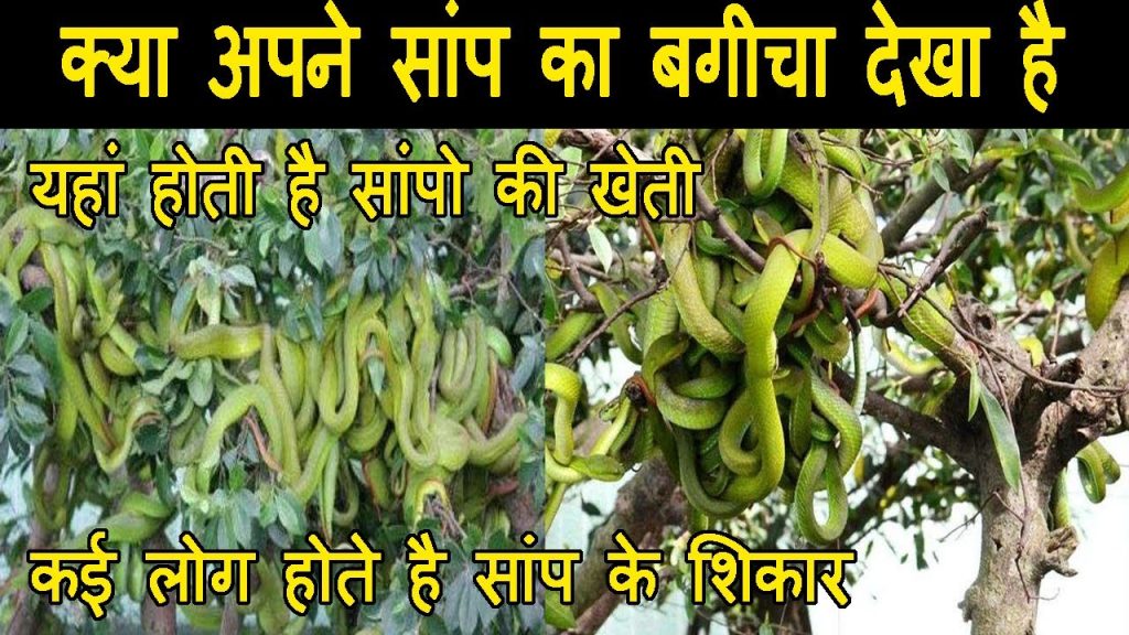 सांप का बगीचा : कैद हुआ कैमरे में, होती है जहरीले सांपों की खेती !