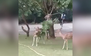 VIDEO बंदर की दरियादिली… हिरण को पत्तियां खिलाने के लिए डाल को झुका दिया