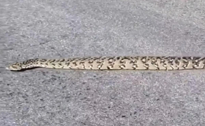 VIDEO क्या कभी देखा है ऐसा सांप…वीडियो देख लोगों को नहीं हो रहा यकीन….