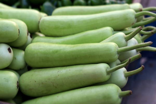 शरीर के लिए नुकसान दायक भी है लौकी, सावधानीपूर्वक करना चाहिए सेवन