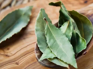 पानी में सुबह उबालकर पिएं तेजपत्ता… हेल्थ को मिलेंगे कई फायदे…