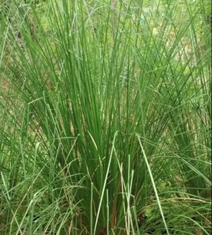 गर्मी में लू के खतरे से बचाता है खस का शरबत