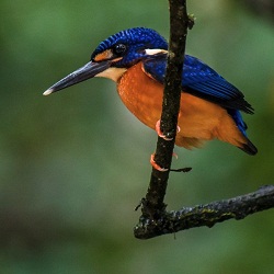 ब्लू इयर्ड किंगफिशर का इंद्रावती टाइगर रिजर्व में दुर्लभ दर्शन