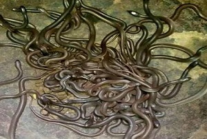 स्कूल है या सांपों का अड्डा…! तीन दिन में निकले 3 दर्जन सांप… और शिक्षक बन गए…