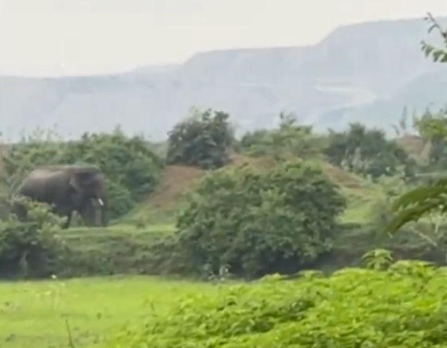 कुसमुंडा खदान के पास पहुंचा हाथी, वन विभाग अलर्ट…