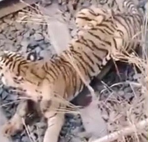 ट्रेन से टकराकर घायल हुआ बाघ, घंटों बैठा रहा पटरी पर