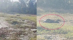 हाथी शावक की मौत : जंगल में बने स्टॉप डैम में फंसा, जांच में जुटा वन विभाग