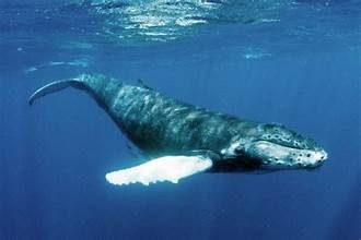 मनुष्यों की ऊर्जा ज़रूरत बनी समुद्री जीवों पर खतरा