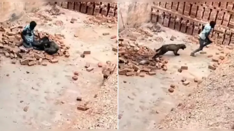 ईंट भट्ठे पर काम कर रहे मजदूर पर तेंदुए ने किया हमला, अकेले लड़ गया शख्स, देख लोग बोले- ये मजदूर का हाथ है