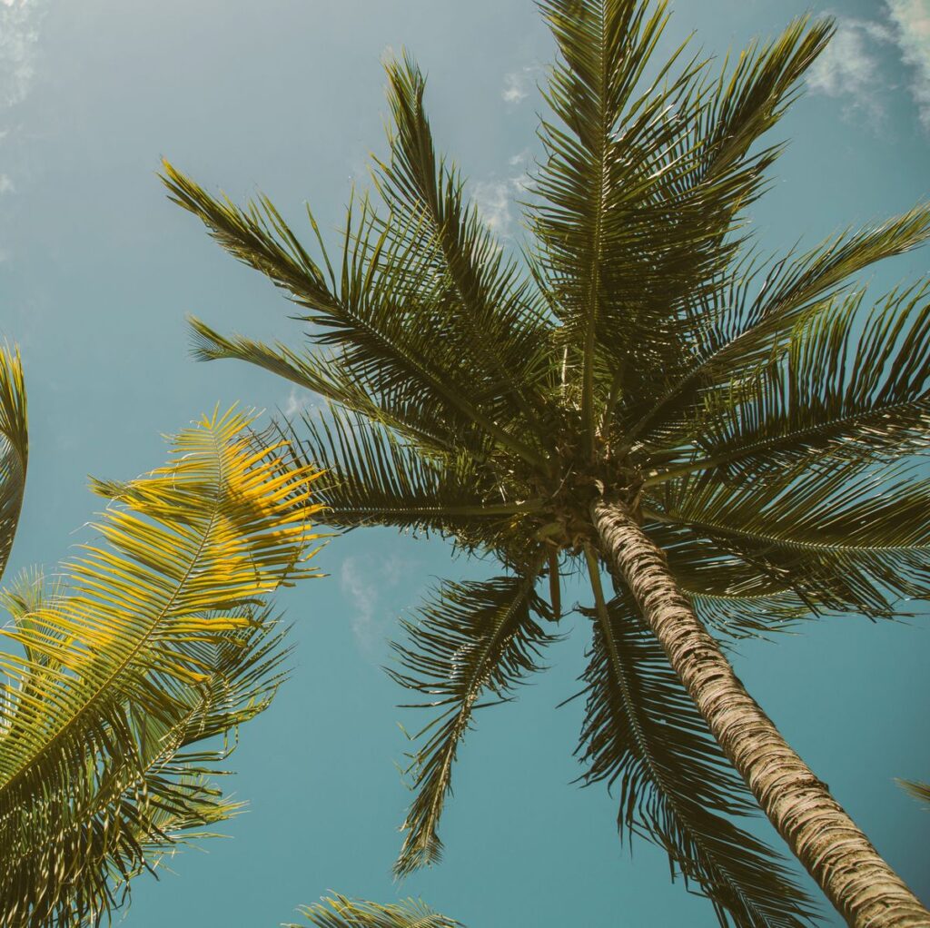 ऑयल पॉम की खेती खोलेगा किसानों के लिए समृद्धि का द्वार