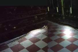 रेलवे स्टेशन में निकला 12 फीट लंबा अजगर, कर्मचारियों में मचा हड़कंप