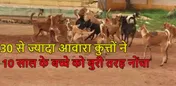 10 साल के बच्चे पर 30 से ज्यादा आवारा कुत्तों ने किया अटैक, बुरी तरह नोंचा, हालत गंभीर
