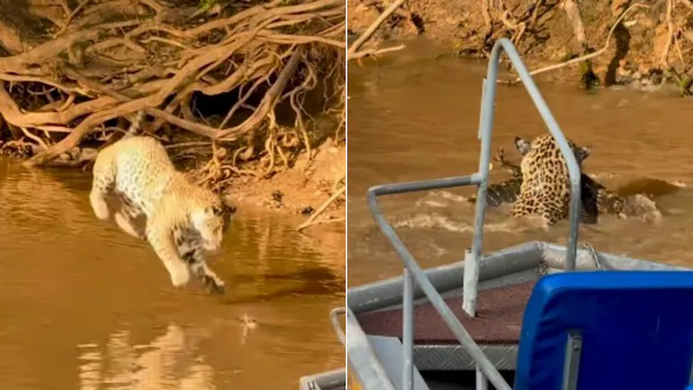 पेड़ पर चढ़े चीते ने पानी में लगाई छलांग, फिर विशाल मगरमच्छ को जबड़े में दबाकर निकला बाहर