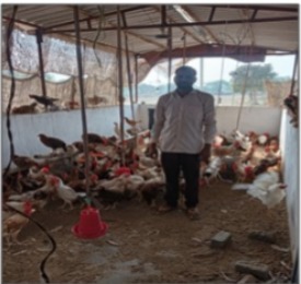 पक्के मुर्गी शेड ने बढ़ाई हितग्राही की आय,आजीविका हुई सुदृढ़