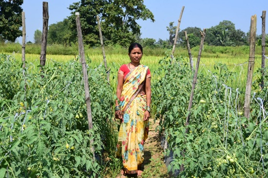 बिहान योजना से आत्मनिर्भरता की मिसाल बनीं शकुन्तला शार्दुल