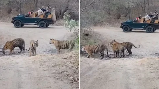 जंगलों की सैर पर मोबाइल BAN, आज से लागू हुआ नया नियम