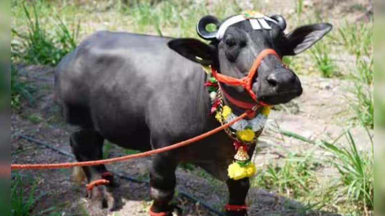 महाराष्ट्र में इस भैंस को देख गिनीज वर्ल्ड रिकॉर्ड भी हैरान, सुनिए..2 फीट की ‘राधा’ की कहानी