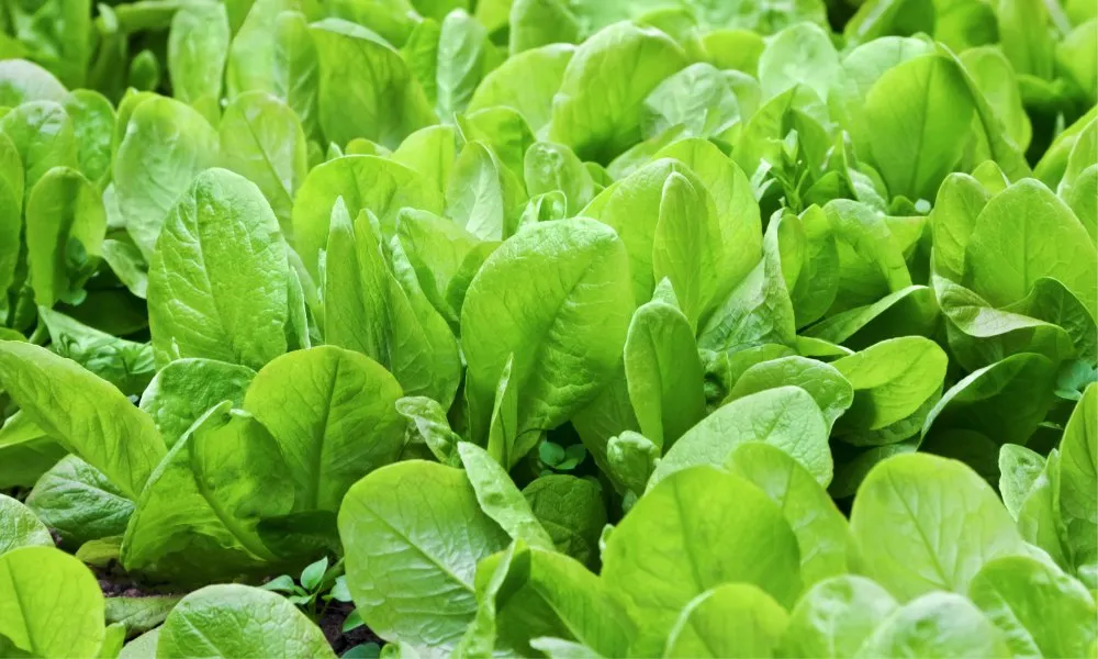 सर्दी की इस खास सब्जी को अपनी थाली में करे शामिल मिलेंगे फायदे