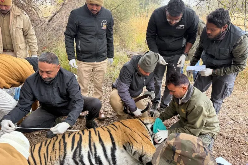 मुकुंदरा हिल्स टाइगर रिजर्व में लाया गया रणथंभौर से बाघ T-2408