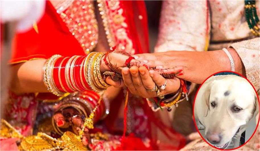 दुल्हन के कुत्ते को डंडा मारना दूल्हे पक्ष को पड़ा भारी! बिना दुल्हन के वापस लौटी बारात…