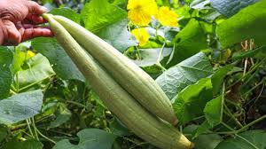 गर्मियों के मौसम में आने वाली तुरई की सब्जी इन 7 लोगों के लिए वरदान…