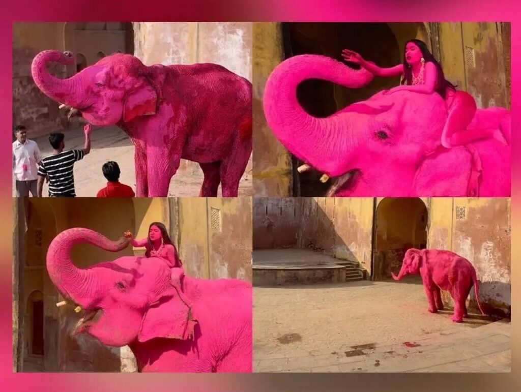 गुलाबी शहर जयपुर के रंगों का ऐसा जुनून चढ़ा कि विदेशी फोटोग्राफर ने’गजराज’ को ही गुलाबी रंग में रंग डाला,फोटोशूट ने सोशल मीडिया पर छेड़ी बहस…