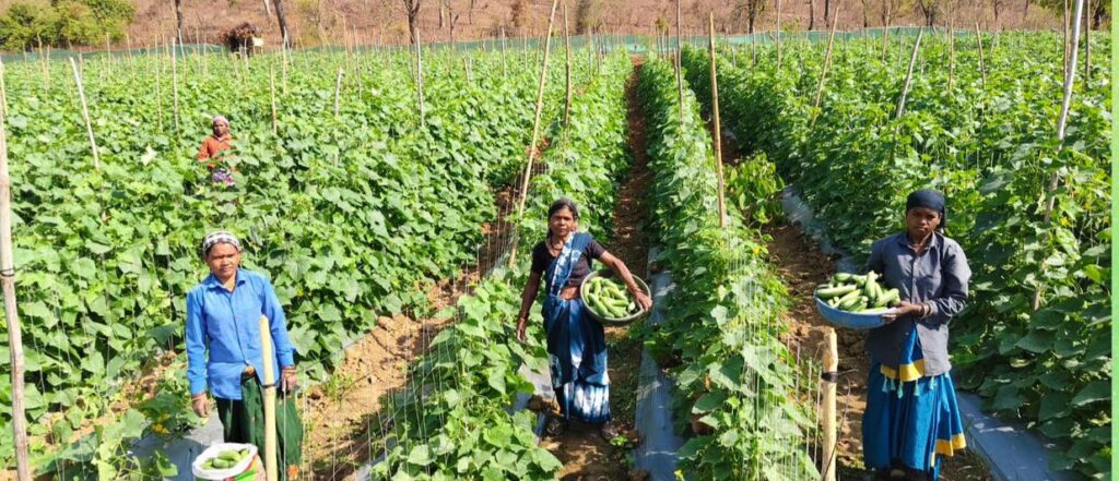 खीरा की खेती ने बदली सुभद्रा की जिंदगी