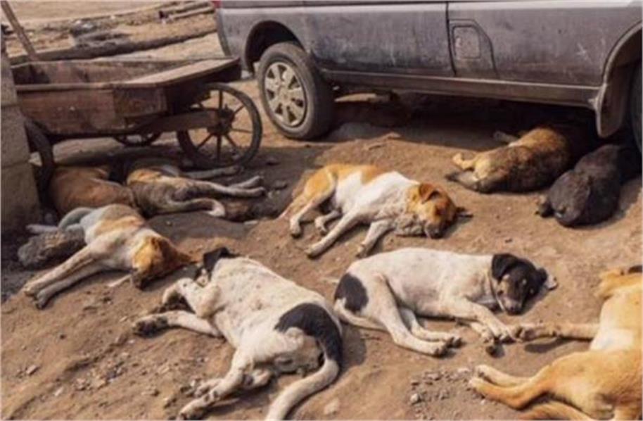 Sopore में खूंखार कुत्तों ने 8 वर्षीय बच्ची को नोचा, इलाके में दहशत