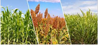 फसल विविधीकरण से समृद्धि की ओर बढ़ते कदम,किसानों को 314 करोड़ रुपये से अधिक की सहायता