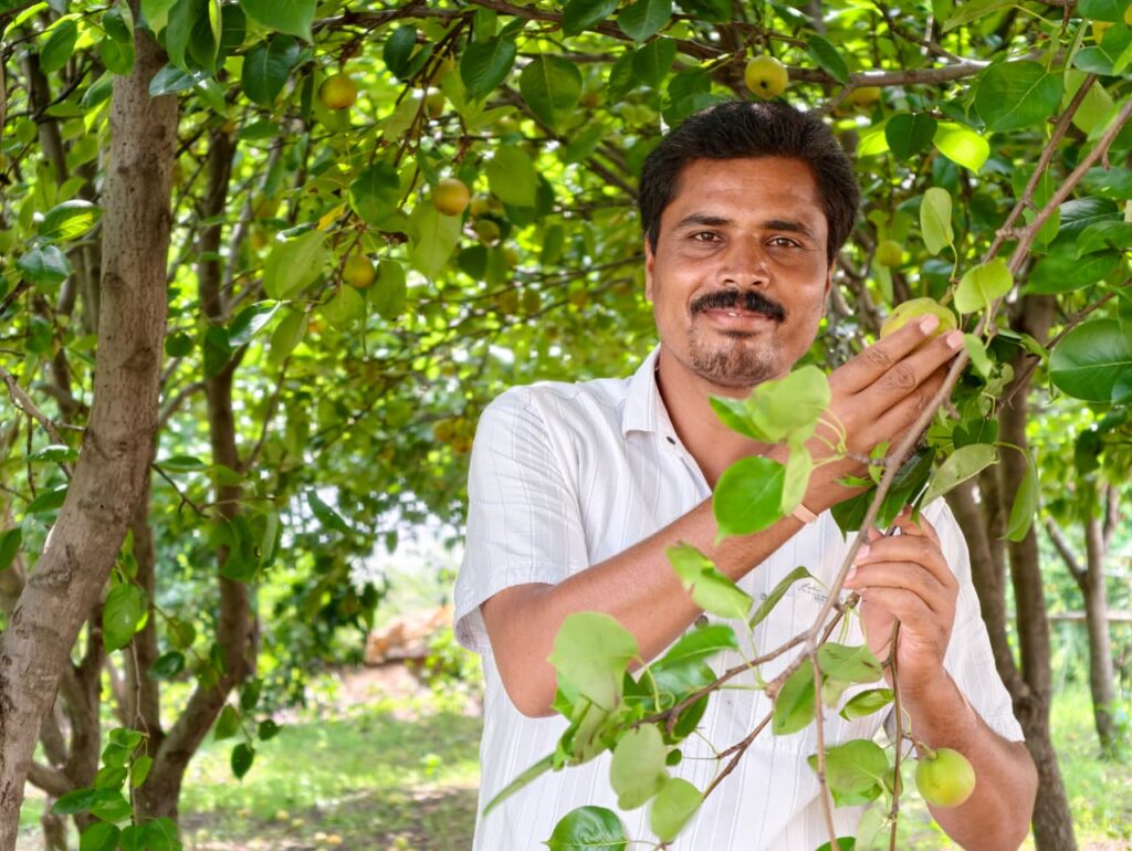 मैनपाट में ‘नाशपाती’ की मिठास,नाशपाती से चमकी किसान मनोज यादव की किस्मत…