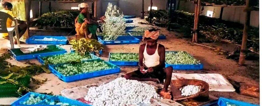 नारायणपुर में रेशम से बुना जा रहा आत्मनिर्भरता का ताना-बाना,कोसापालन ने बदली वनांचल के ग्रामीणों की तकदीर