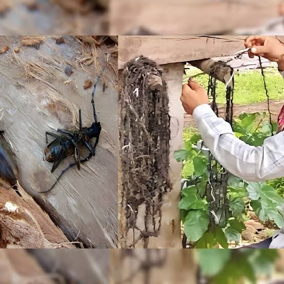 लंबी मूंछों’ वाले ‘बोरर कीड़े’ कर रहे पेड़ों को खोखला, इन्हें पकड़कर ग्रामीणों ने कमाए 20 लाख,कीड़ों की माला बनाकर वन विभाग को सौंप रहे ग्रामीण…