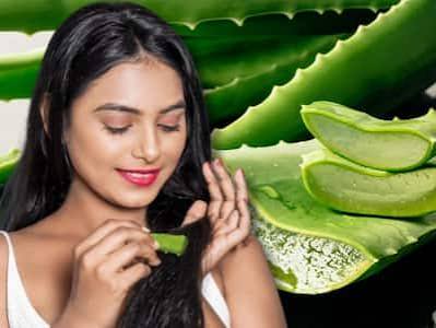 मानसून में एलोवेरा के फायदे, बाल से लेकर पेट तक में लाभकारी