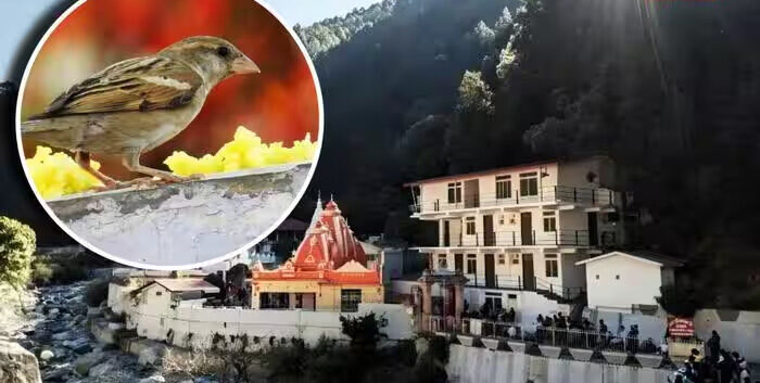 बाबा नीम करौली के कैंची धाम आश्रम से क्यों गायब हो रहीं गौरैया?