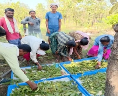 तसर पालन से बढ़ेंगे ग्रामीणों की आमदनी के अवसर