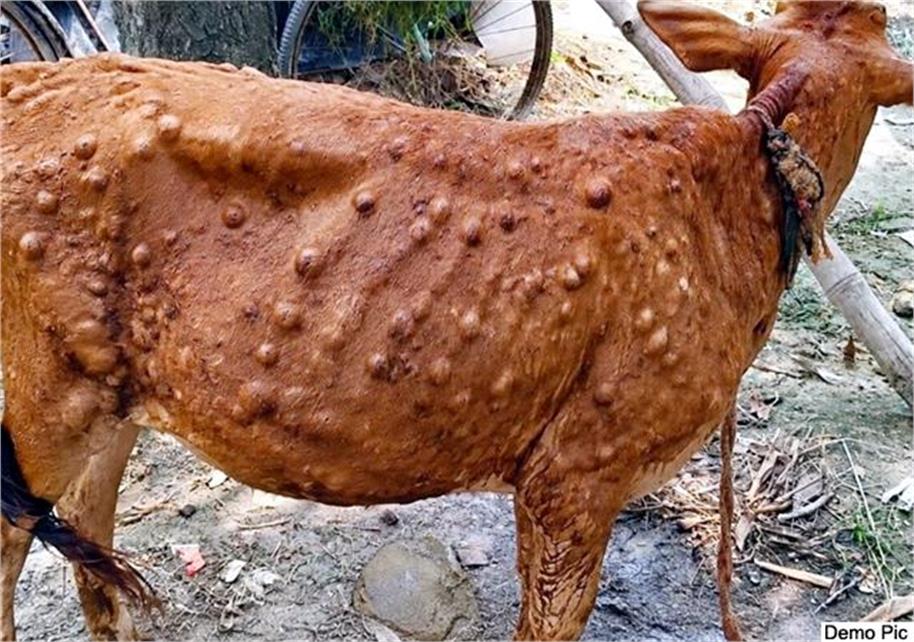 लंपी वायरस का कहर! गाय की आंख की पुतली बाहर निकली, पशुपालक चिंतित